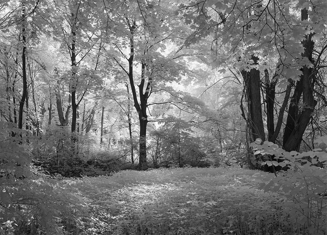 Wide Infrared Photo of Forest Glade with Dappled Sunlight.